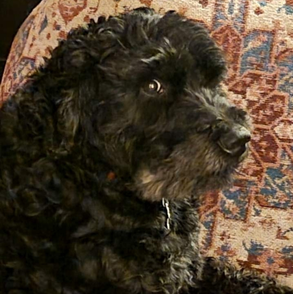 Meet your Posher, Joni - Picture 2 of 16